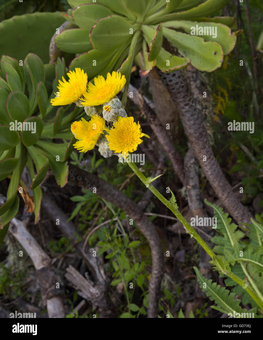 Sonchus Acaulis' (stammlose Sau-Distel) in Blüte in Monteverde Wald in der Nähe von Teno Alto, Teneriffa Stockfoto