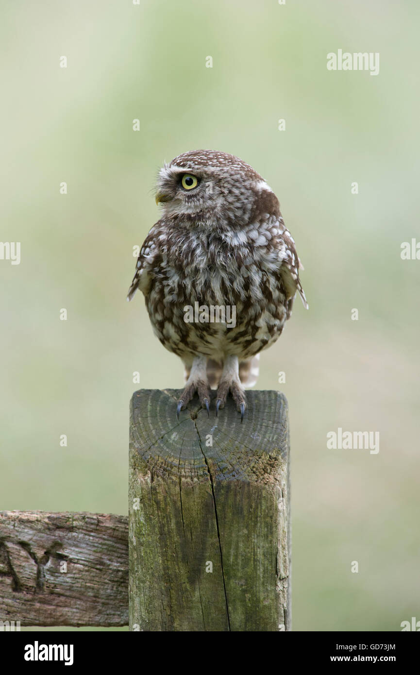 Ein Steinkauz (Athene Noctua) thront auf einem alten öffentlichen Maultierweg anmelden Ackerland in der Landschaft von Yorkshire. Stockfoto