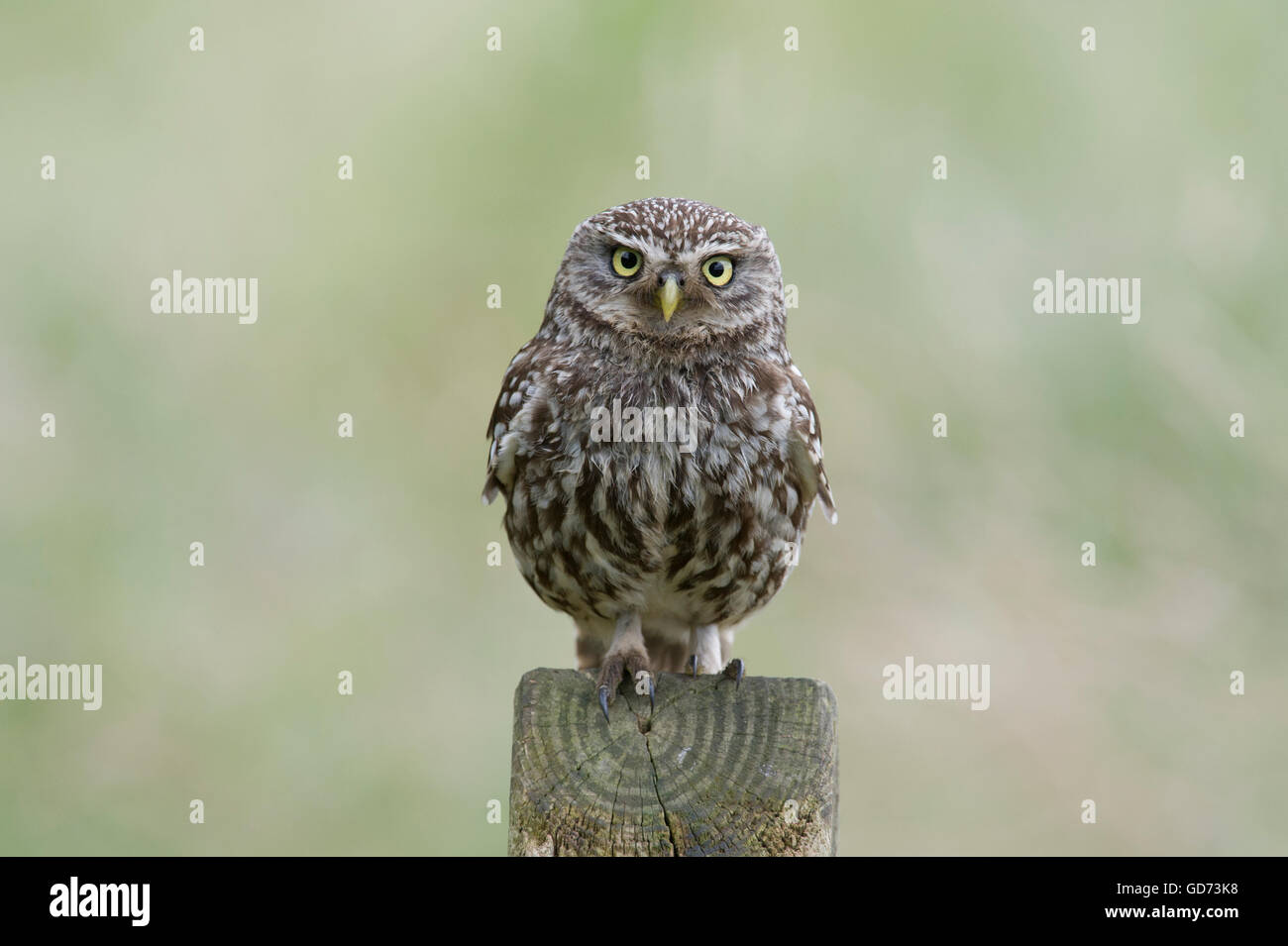 Ein Steinkauz (Athene Noctua) thront auf einem alten öffentlichen Maultierweg anmelden Ackerland in der Landschaft von Yorkshire. Stockfoto
