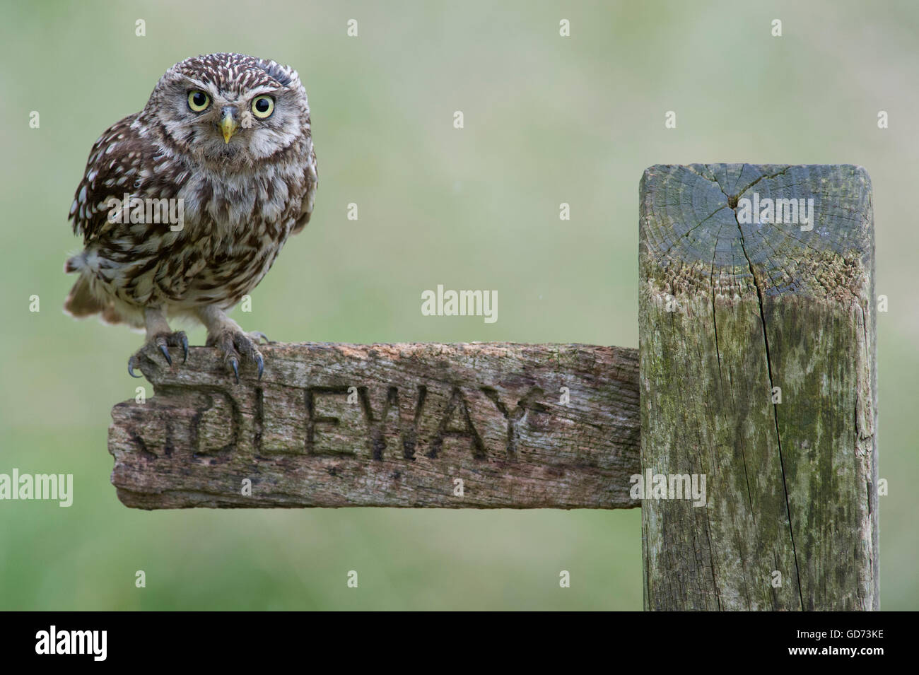 Ein Steinkauz (Athene Noctua) thront auf einem alten öffentlichen Maultierweg anmelden Ackerland in der Landschaft von Yorkshire. Stockfoto