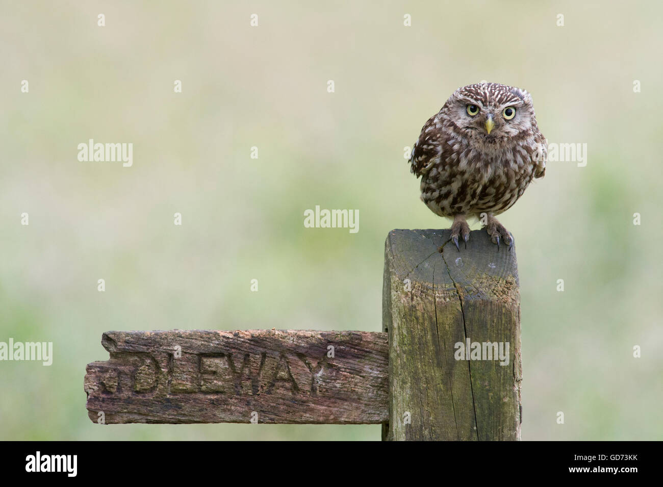 Ein Steinkauz (Athene Noctua) thront auf einem alten öffentlichen Maultierweg anmelden Ackerland in der Landschaft von Yorkshire. Stockfoto