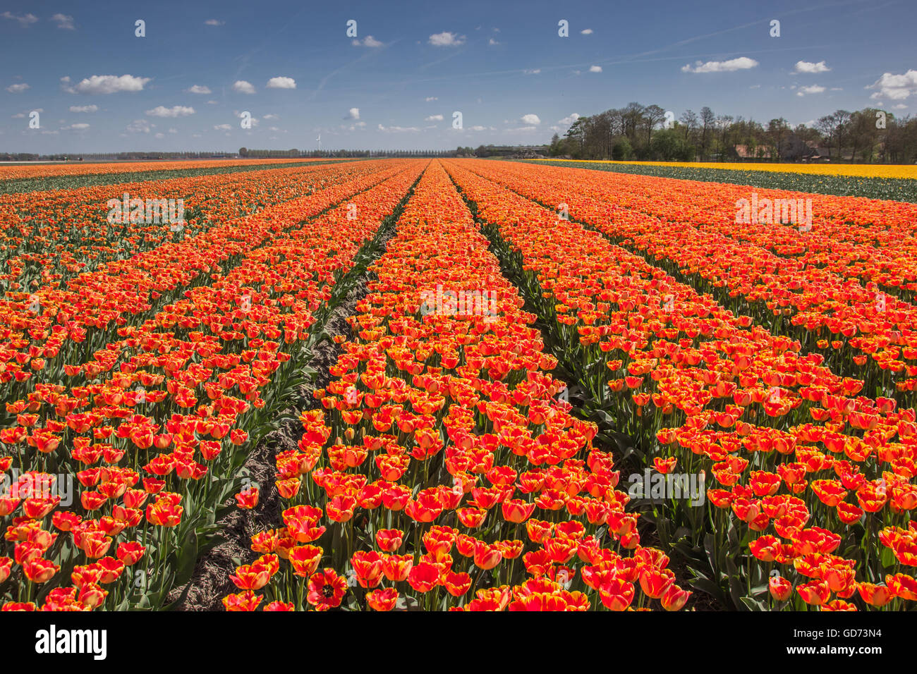 Bereich der orange und gelbe Tulpen in den Niederlanden Stockfoto