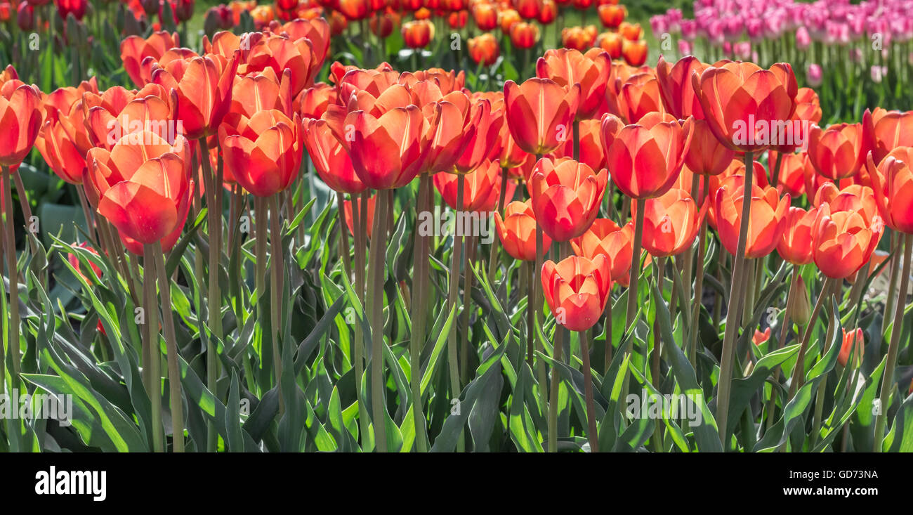 Gruppe von orange rote Tulpen in den Niederlanden Stockfoto