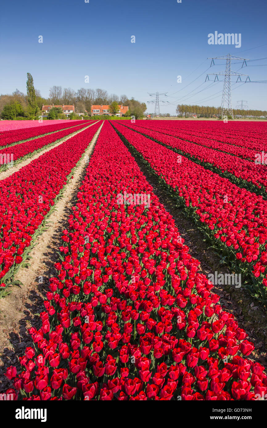 Bereich der roten Tulpen und ein Haus in Holland Stockfoto