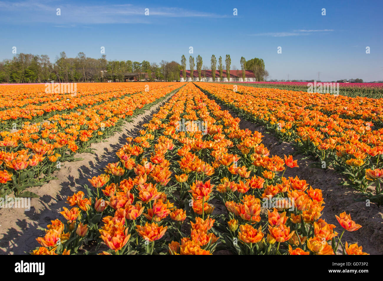 Bereich der gelben Tulpen und einem Bauernhof in Holland Stockfoto