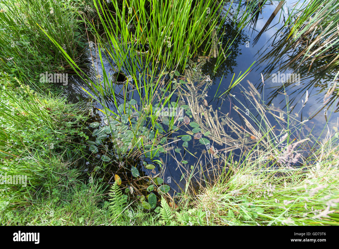 Wildlife Pond Garden Fotos Und Bildmaterial In Hoher Auflösung Alamy 7422