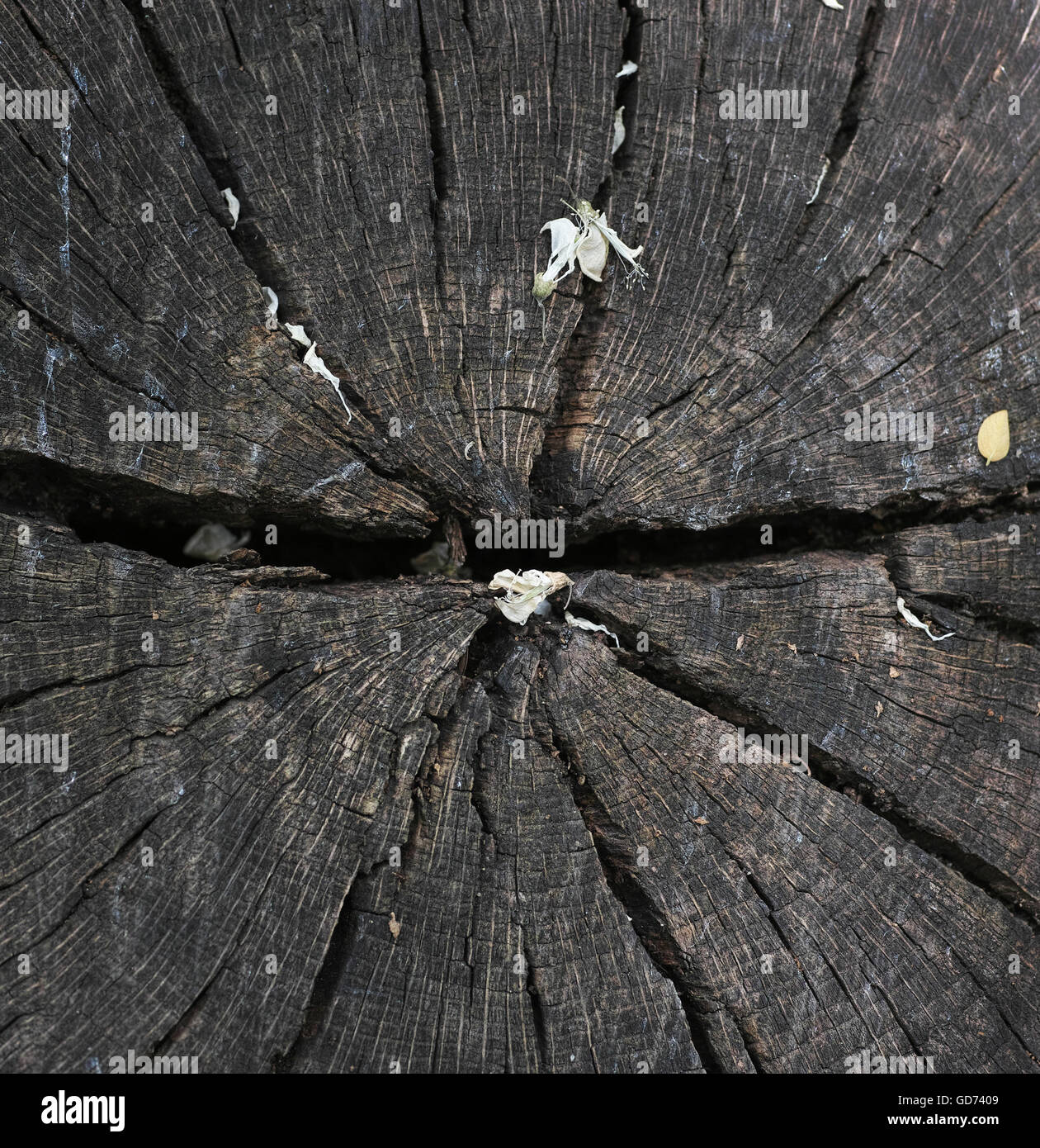 alten Baum Hintergrund Stockfoto