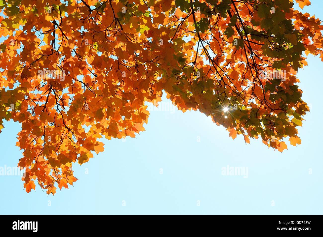 Bunte Ahornblätter auf einen sonnigen Herbsttag Stockfoto