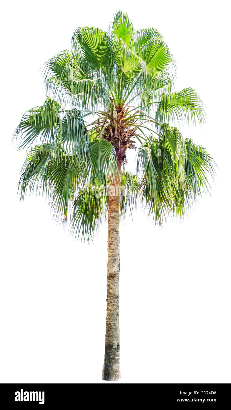 Große Palme isoliert auf weißem Hintergrund Stockfoto