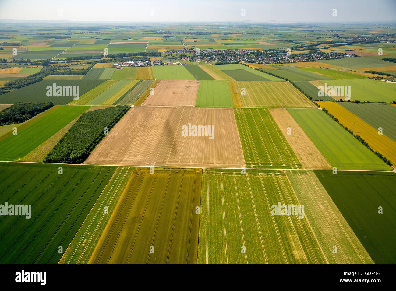 Luftaufnahme, Felder in der Oberrheinischen Tiefebene, Landwirtschaft, gelbe Felder, Getreidefeldern Weilerswist, Rheinland, Stockfoto
