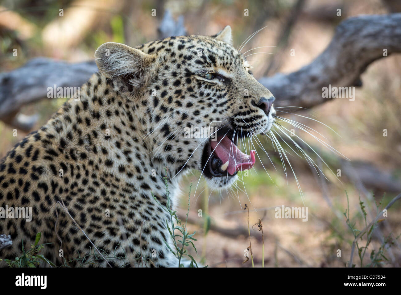 Gähnende Leopard (Panthera Pardus), Porträt, Timbavati Game Reserve, Südafrika, Afrika Stockfoto