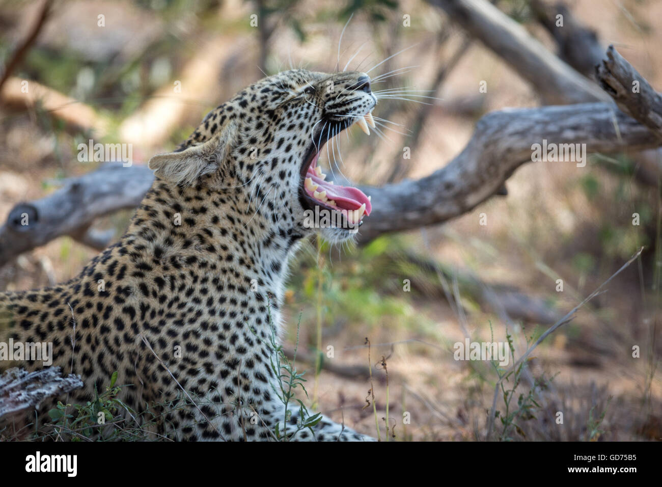 Leopard (Panthera Pardus), Gähnen, den Mund weit offen, Porträt, Timbavati Game Reserve, Südafrika, Afrika Stockfoto
