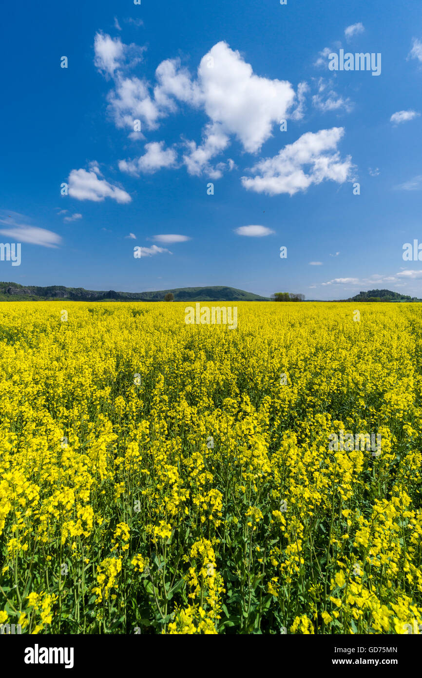 Agrarlandschaft mit Raps Feld und blauen Wolkenhimmel, Reinhardsdorf, Sachsen, Deutschland Stockfoto