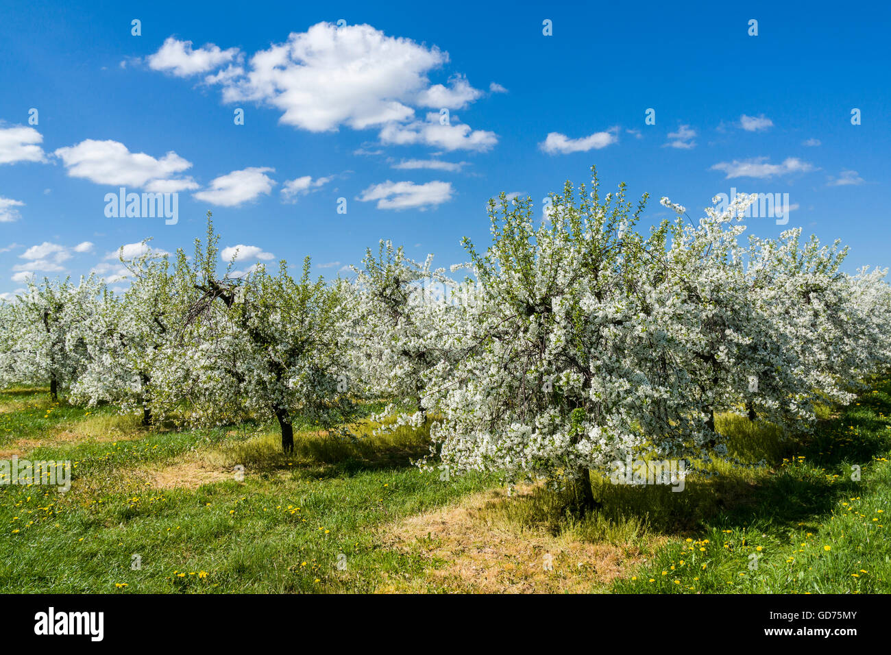 Reihen von blühende Apfelbäume in einer Plantage, Borthen, Sachsen, Deutschland Stockfoto