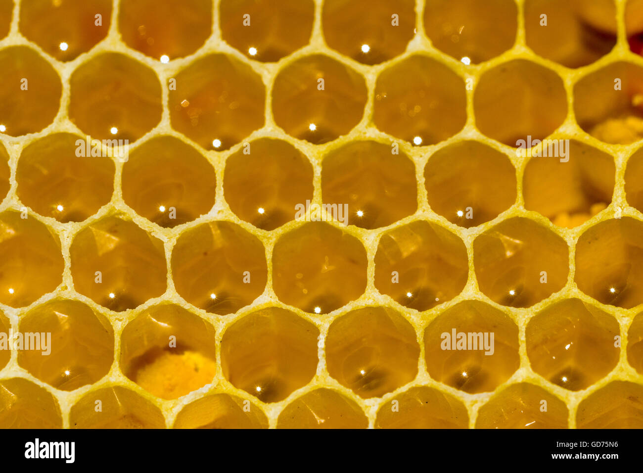 Wabe der Krainer Honigbiene (Apis Mellifera Carnica), Sachsen, Deutschland Stockfoto