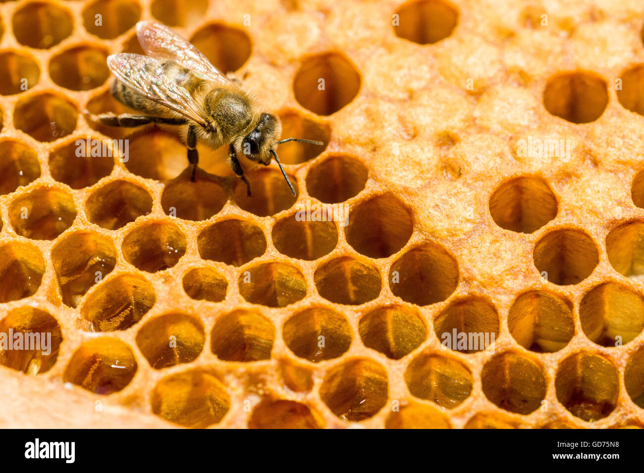 Ein Krainer Biene (Apis Mellifera Carnica) auf eine Honigwabe, Sachsen, Deutschland Stockfoto