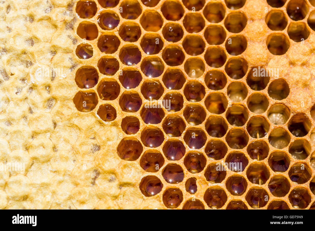 Wabe der Krainer Honigbiene (Apis Mellifera Carnica), Sachsen, Deutschland Stockfoto