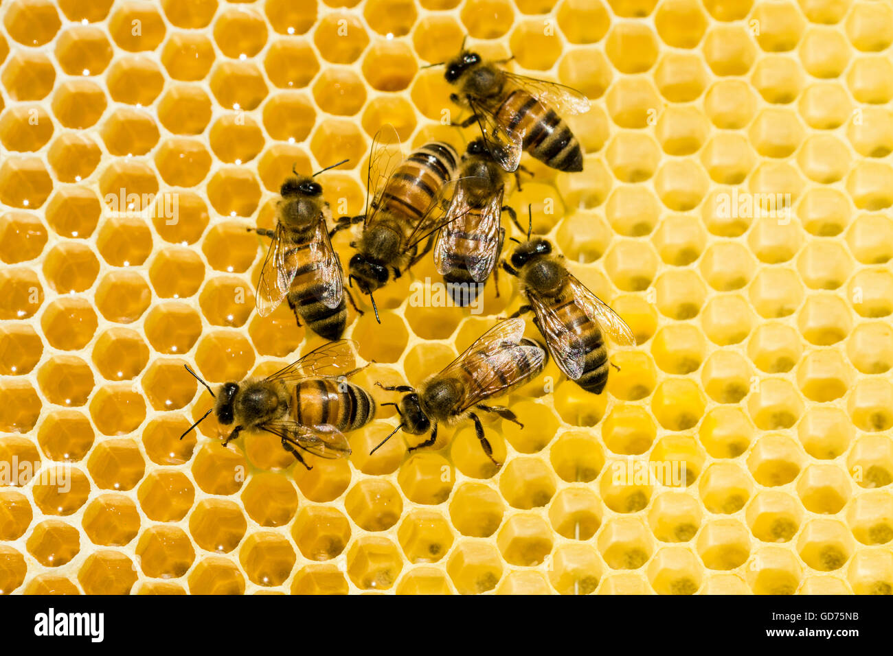 Krainer Honigbienen (Apis Mellifera Carnica) auf eine Honigwabe, Sachsen, Deutschland Stockfoto