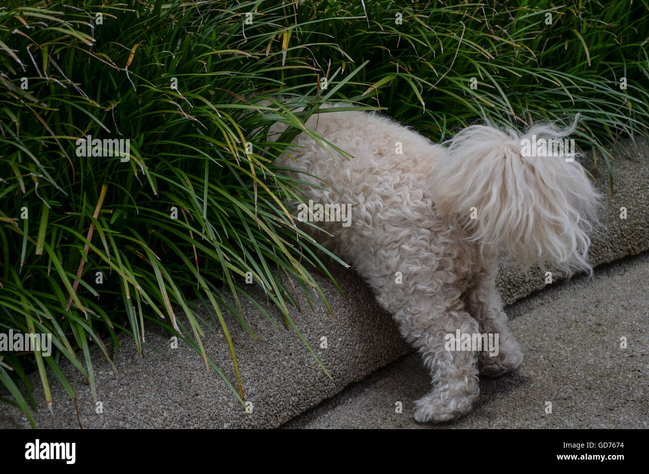 White Poodle/Bichon Mix, Buddy, Untersuchung von Gebüsch in Portland, Oregon Stockfoto