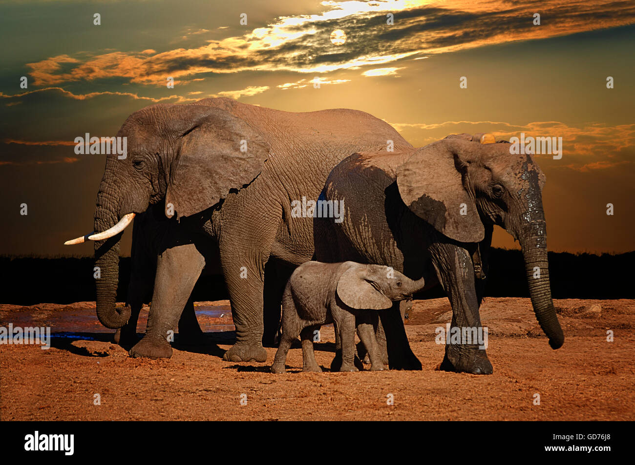 Baby afrikanischer Elefant (Loxodonta Africana), Spanferkel im späten Nachmittag und Truppe, Addo Elephant National Park, Südafrika Stockfoto