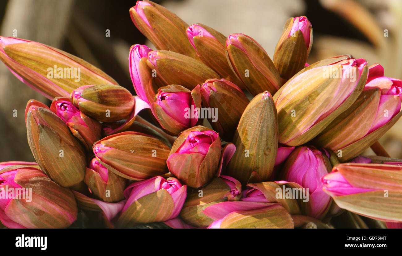 Frisches Wasser Lilly Strauß Stockfoto