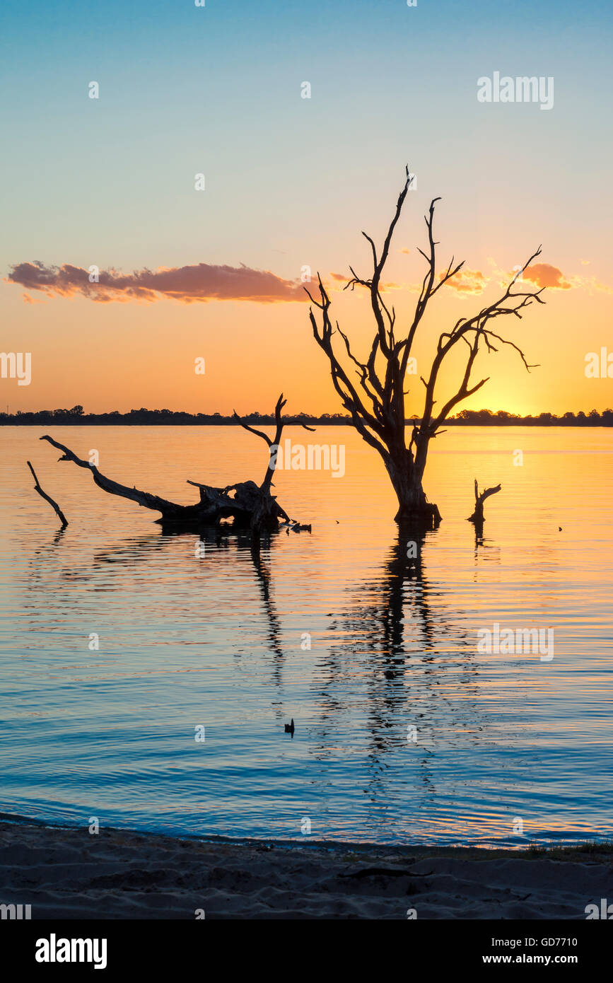 Tote Bäume Silhouette bei Sonnenuntergang, See Bonney in South Australia Stockfoto