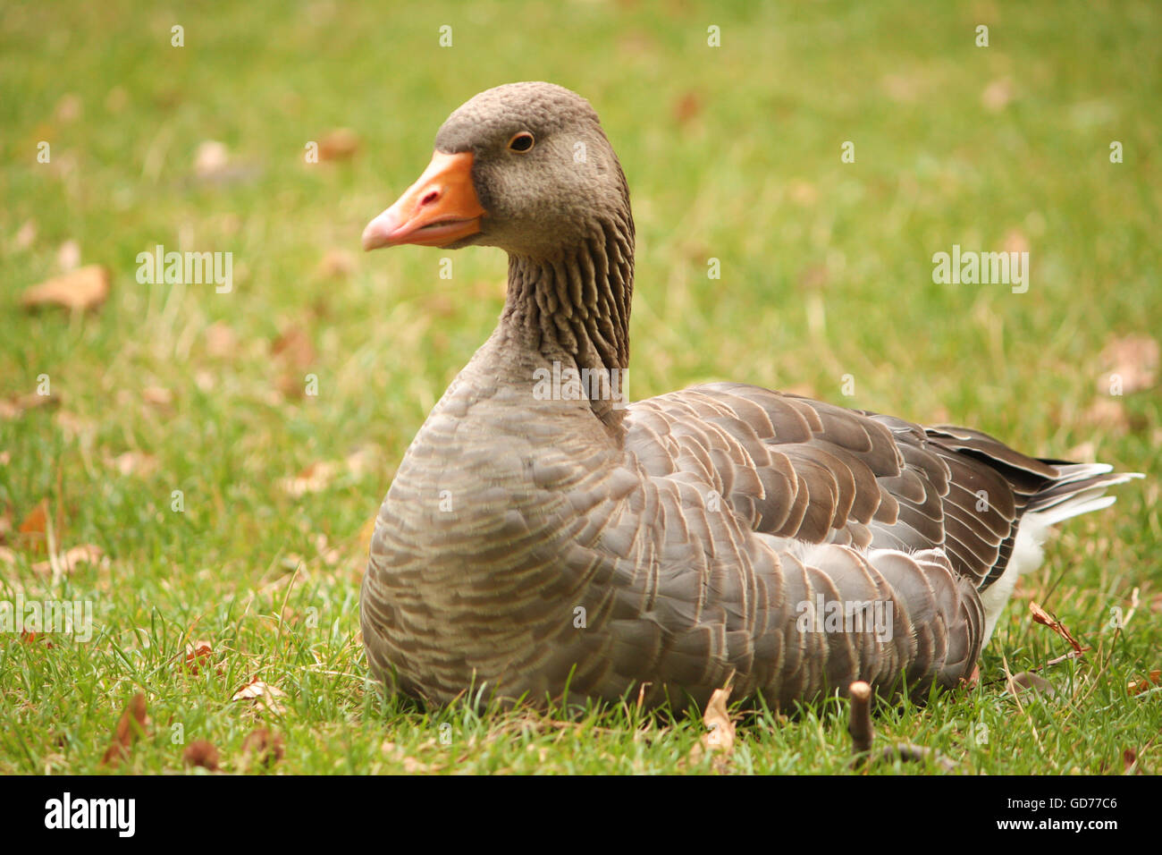 Graugans in London Park Stockfoto