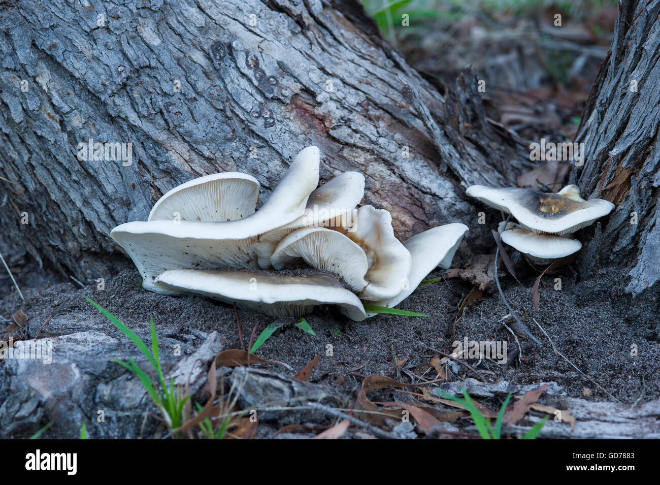 Geist-Pilz, ein Biolumineszenz Pilz, bei Tageslicht Stockfoto