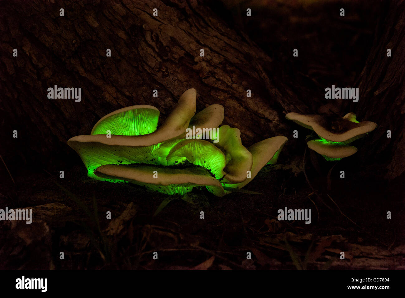 Geist-Pilz mit Biolumineszenz im Dunkeln leuchtend Stockfoto