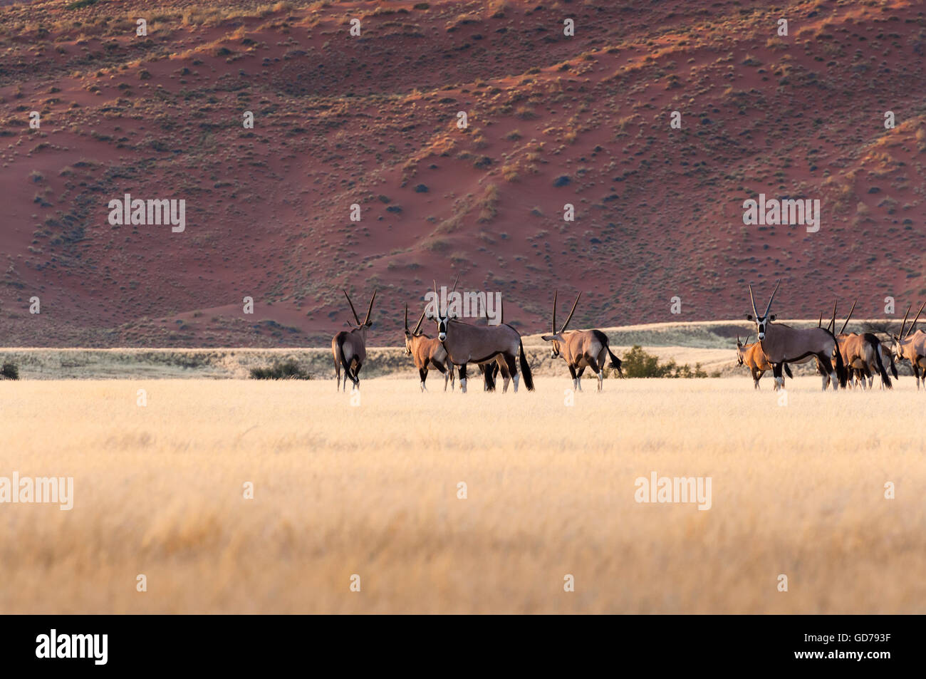 Herde von Gemsbok in Sossusvlei, Namibia Stockfoto