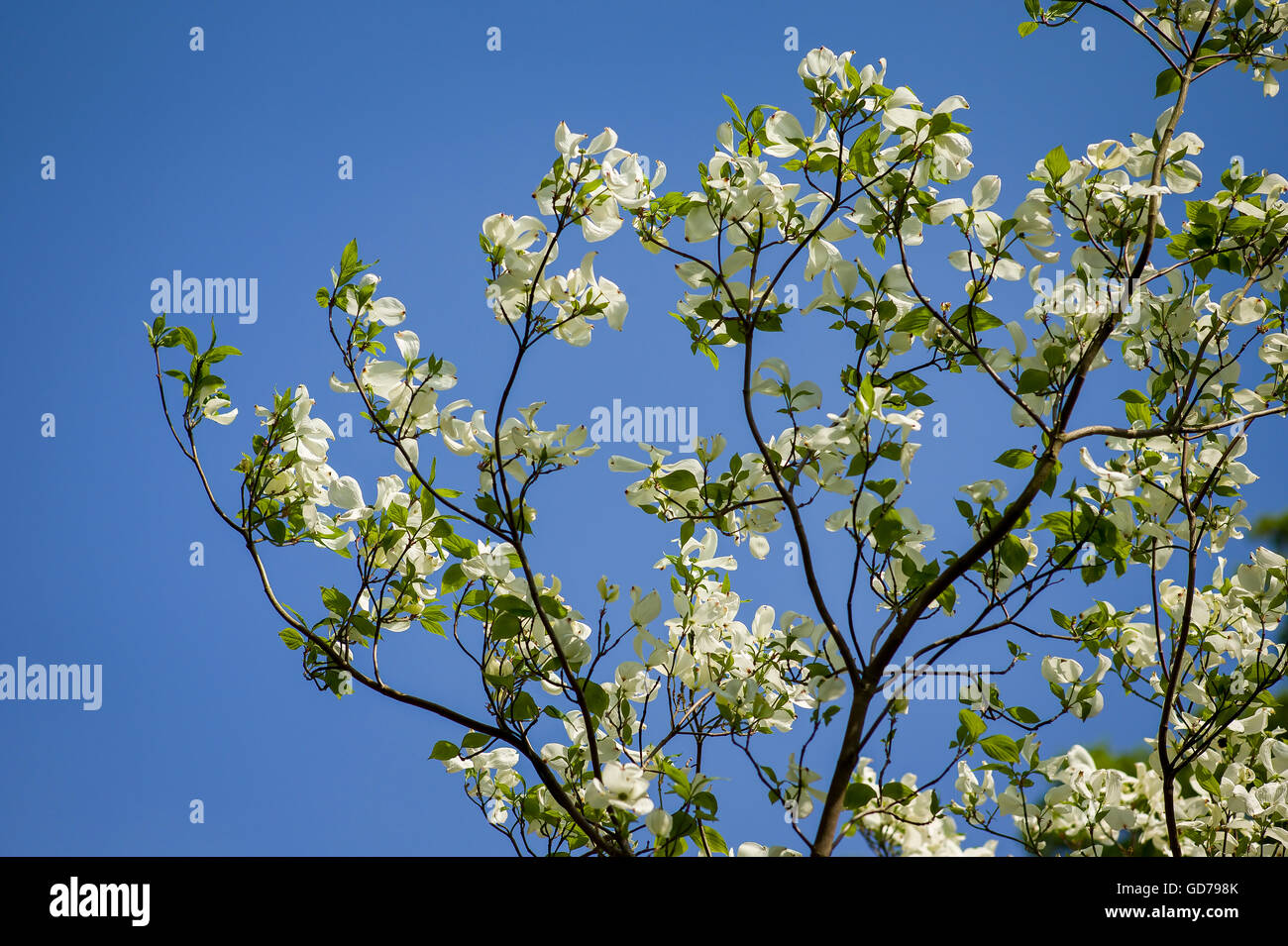 Cremige weiße Hochblätter auf Cornus Florida Frühlingslied Stockfoto