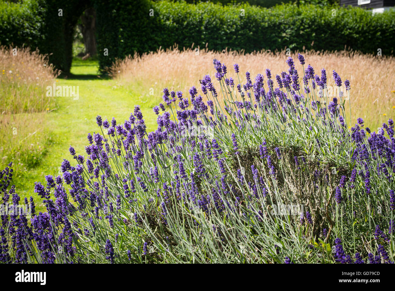 Lila Lavendel dominiert den Blick auf einen Garten mit Schnitt und Wilde Gräser Stockfoto