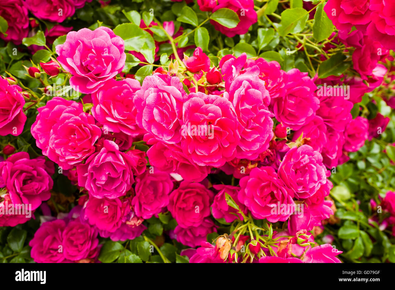 Masse von rosa rose Blumenteppich in UK Stockfoto