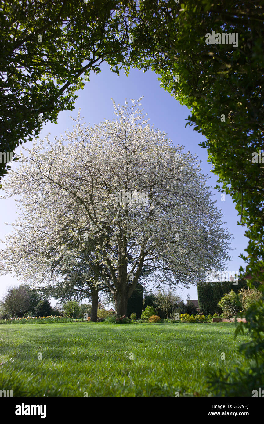 Blühender Kirschbaum, umrahmt von einem Bogen in der Grenze Liguster Hecke Stockfoto