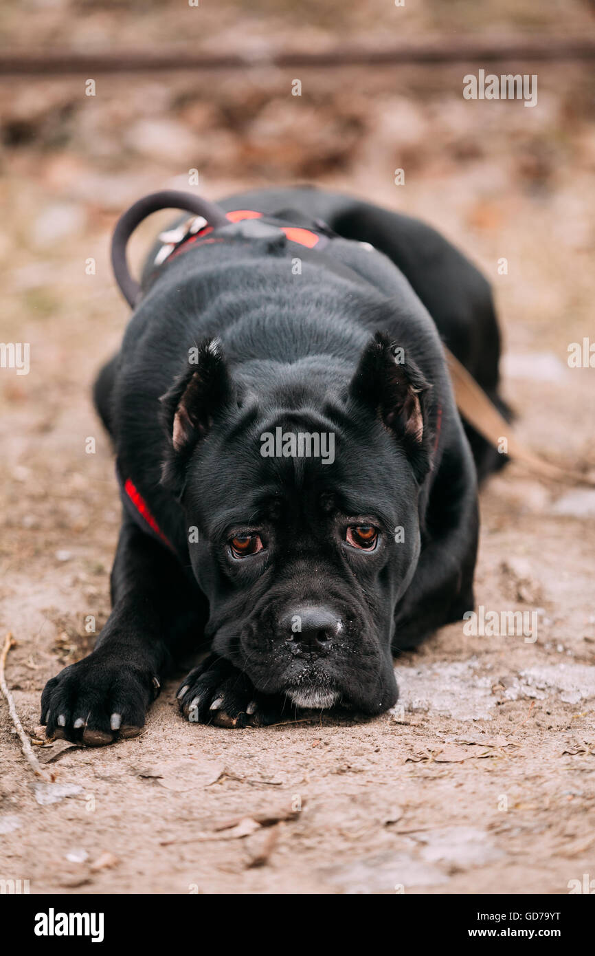 Schöne schwarze junge Cane Corso Welpen Hund sitzen im Freien. Große Hunderassen. Close Up Stockfoto