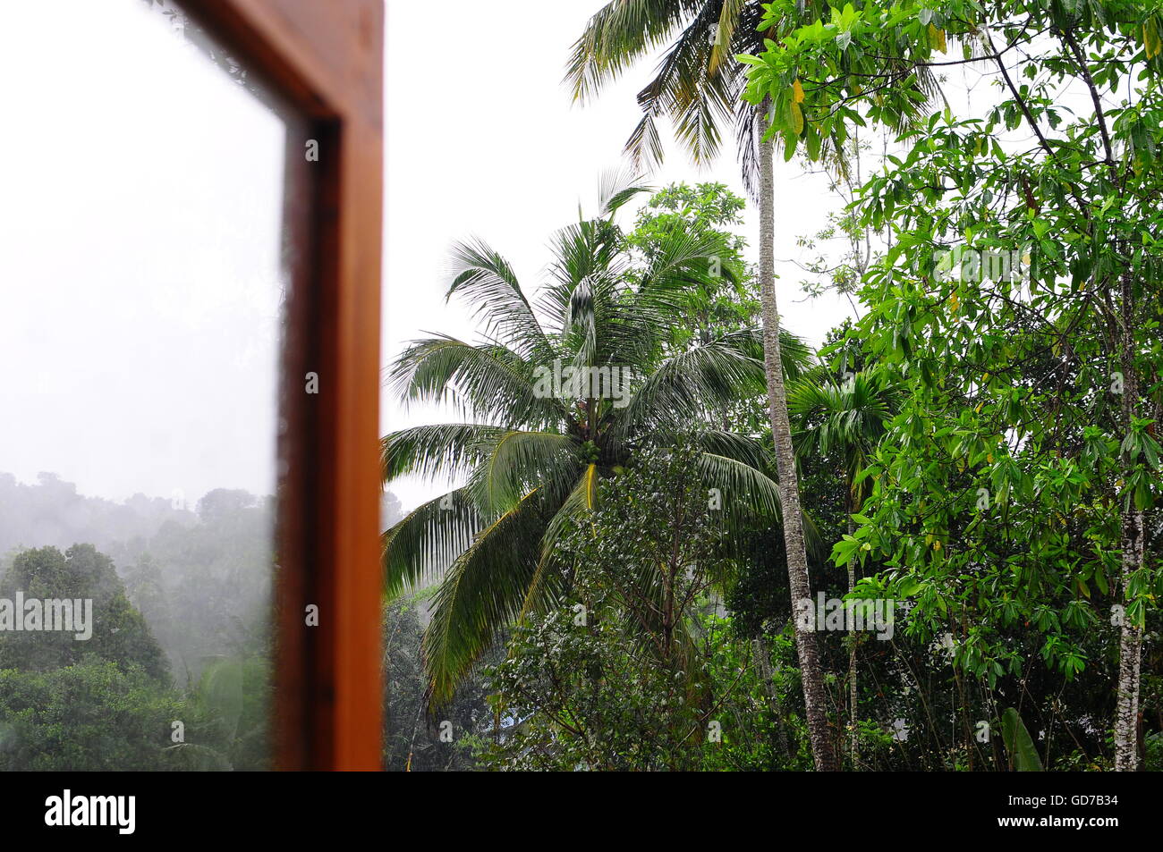 Fenster in den Dschungel, Sri lanka Stockfoto