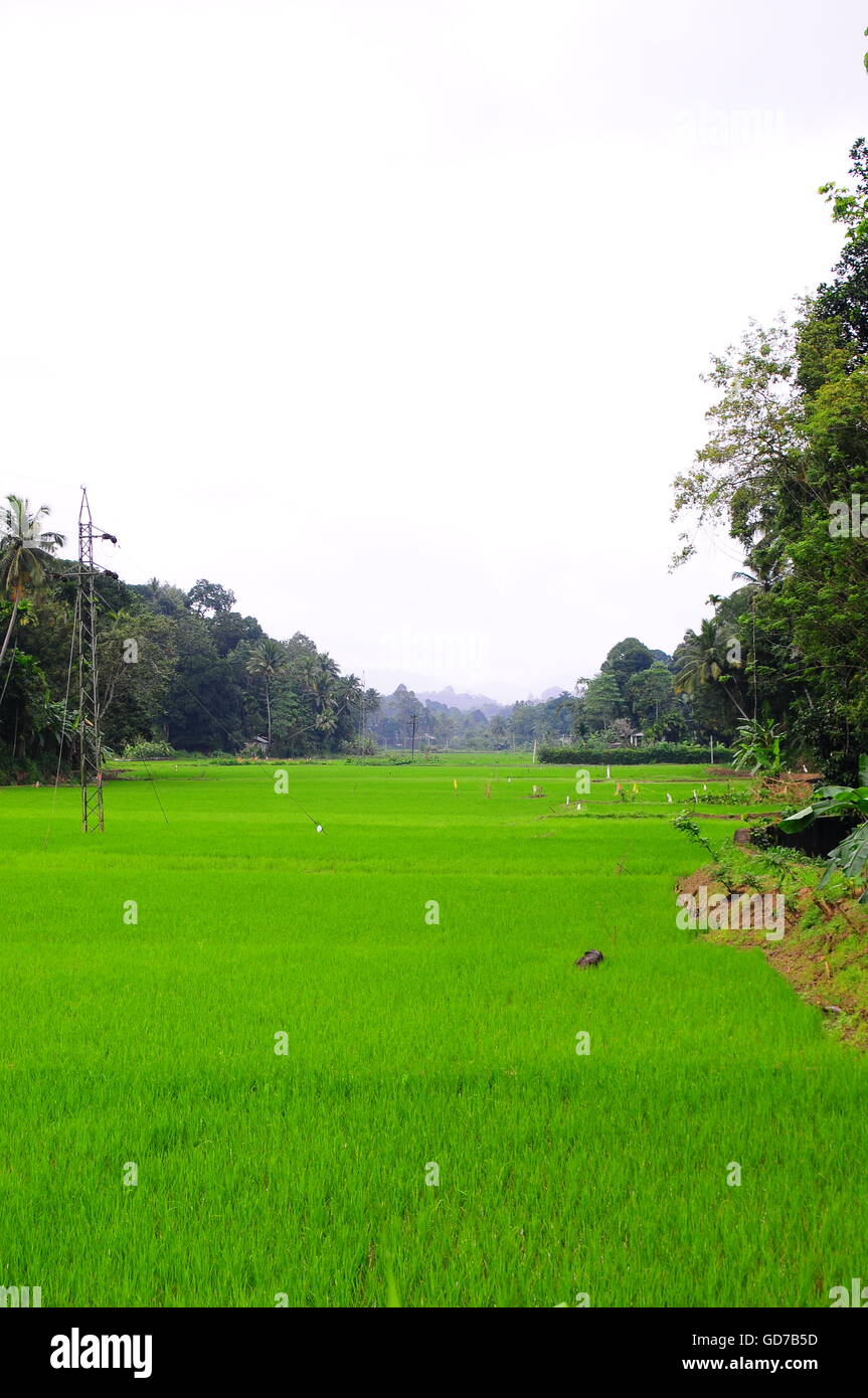 Reisfelder SriLanka, Kandy Bezirk Stockfoto