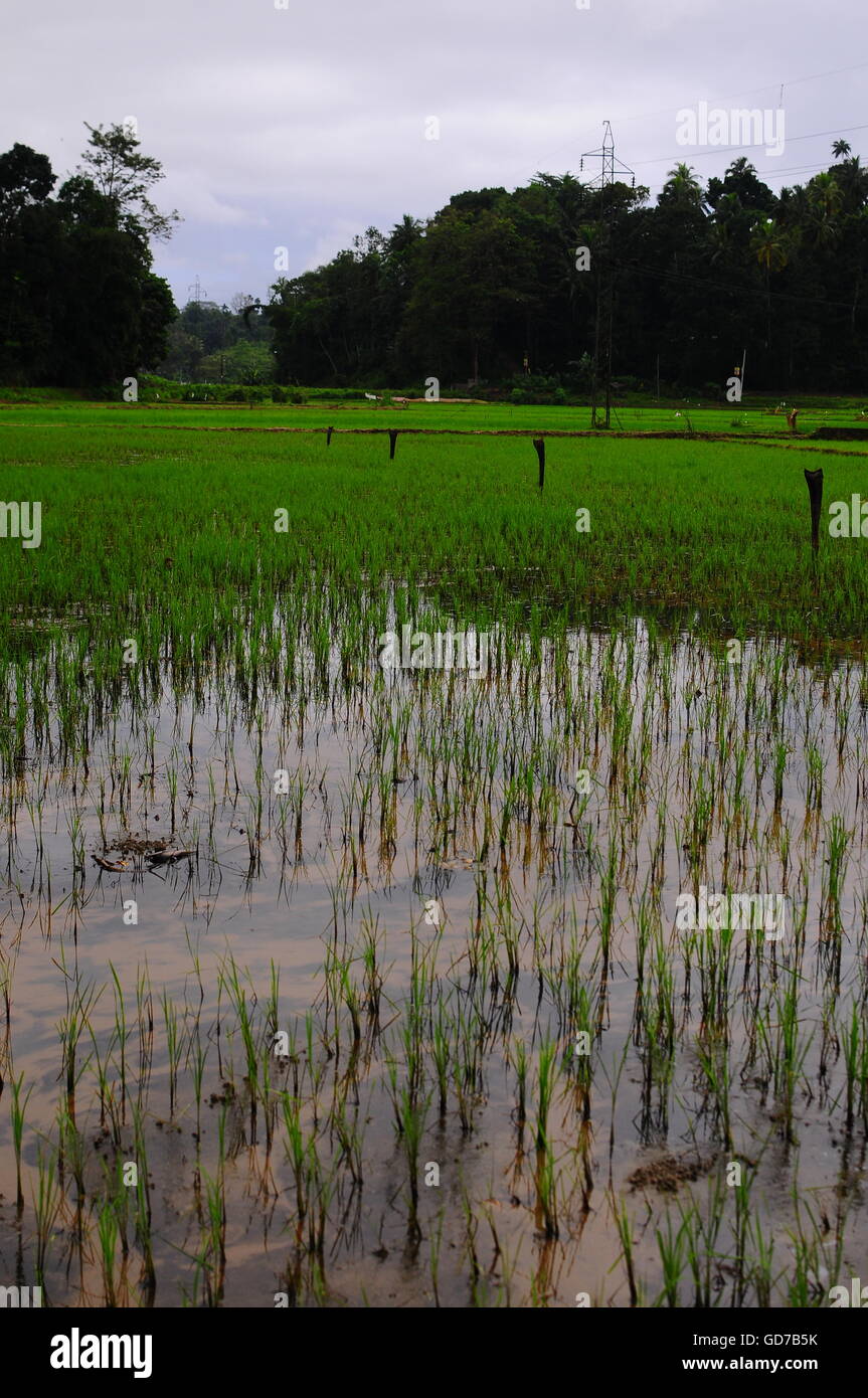 Reisfelder SriLanka, Kandy Bezirk Stockfoto