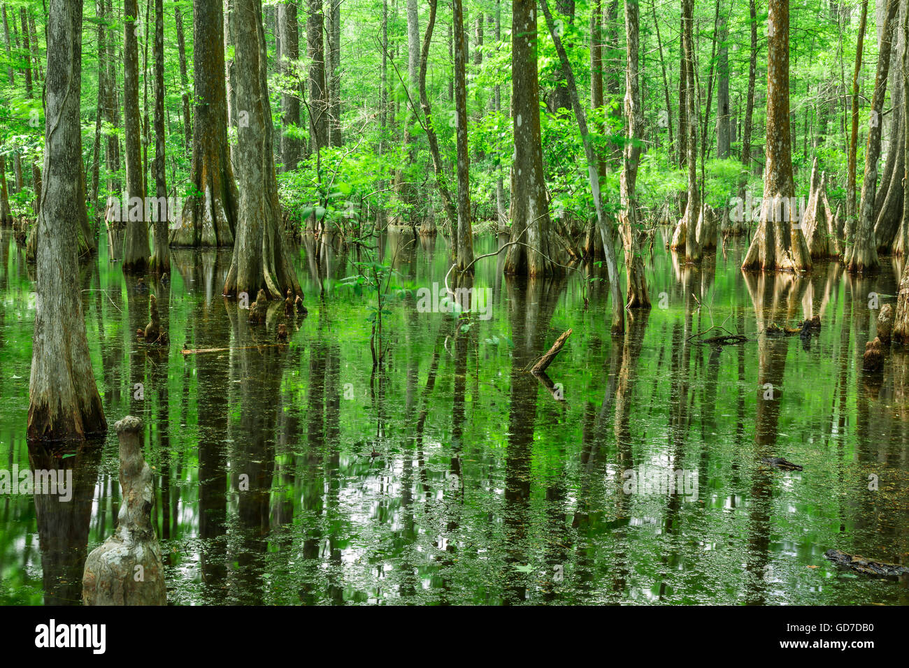 Mangrove Wakulla Springs State Park, Florida USA Stockfoto