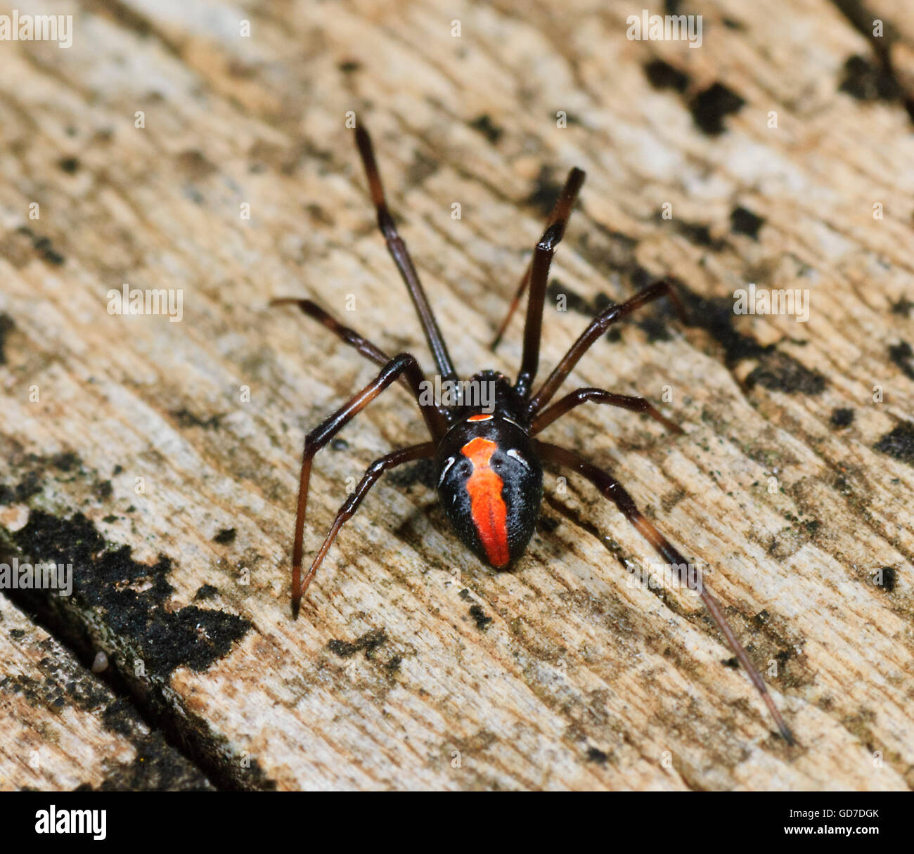 Erwachsenen weiblichen Redback Spider (Latrodectus Hasseltii), New-South.Wales, NSW, Australien Stockfoto