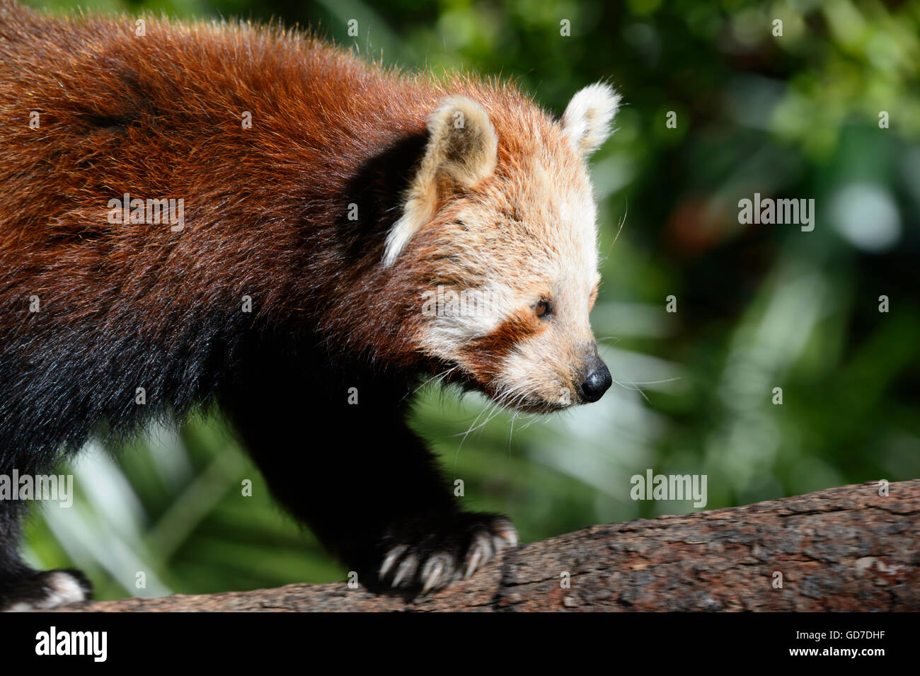 Roter Panda (Ailurus Fulgens Fulgens) aus Asien gefährdet Stockfoto