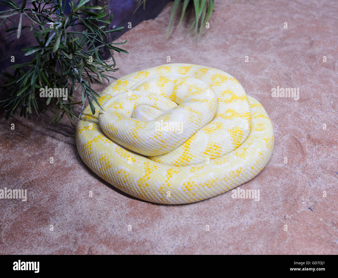 Teppichpython morelia spilota variegata -Fotos und -Bildmaterial in ...