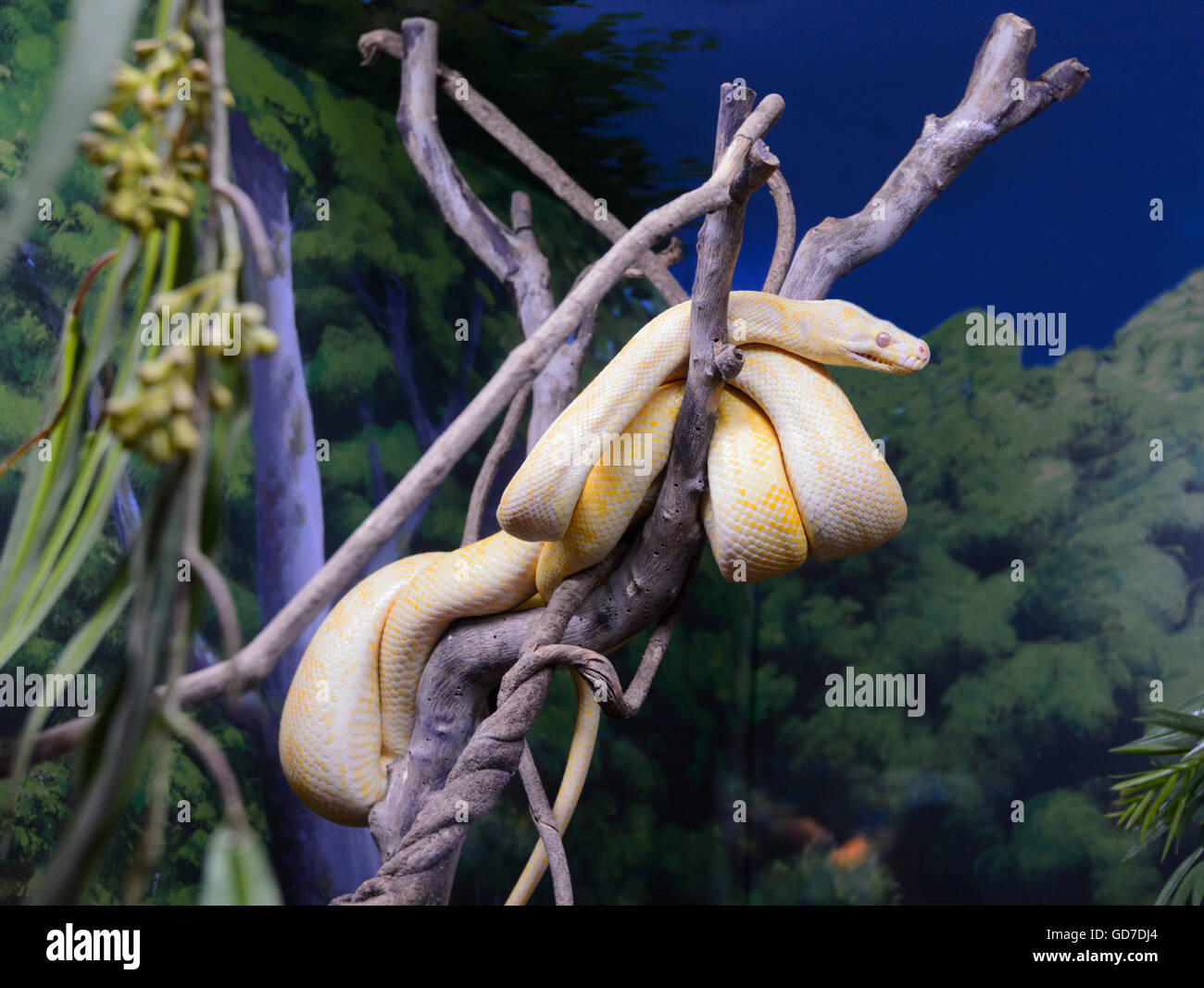Albino-Darwin-Teppich-Python (Morelia Spilota Variegata), Australien ...