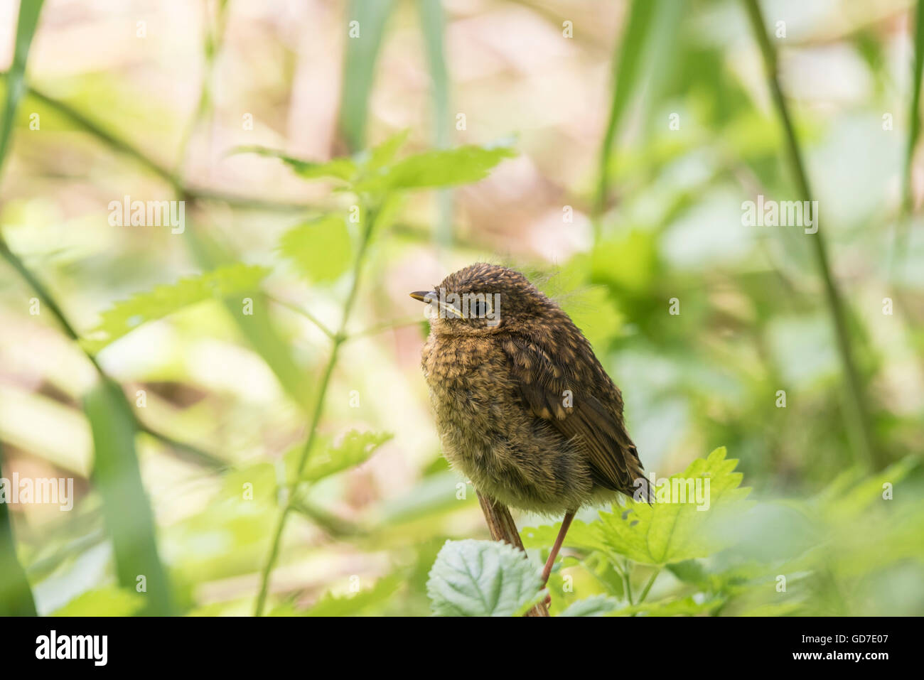 Eine noch junge Robin versteckt im Unterholz Stockfoto