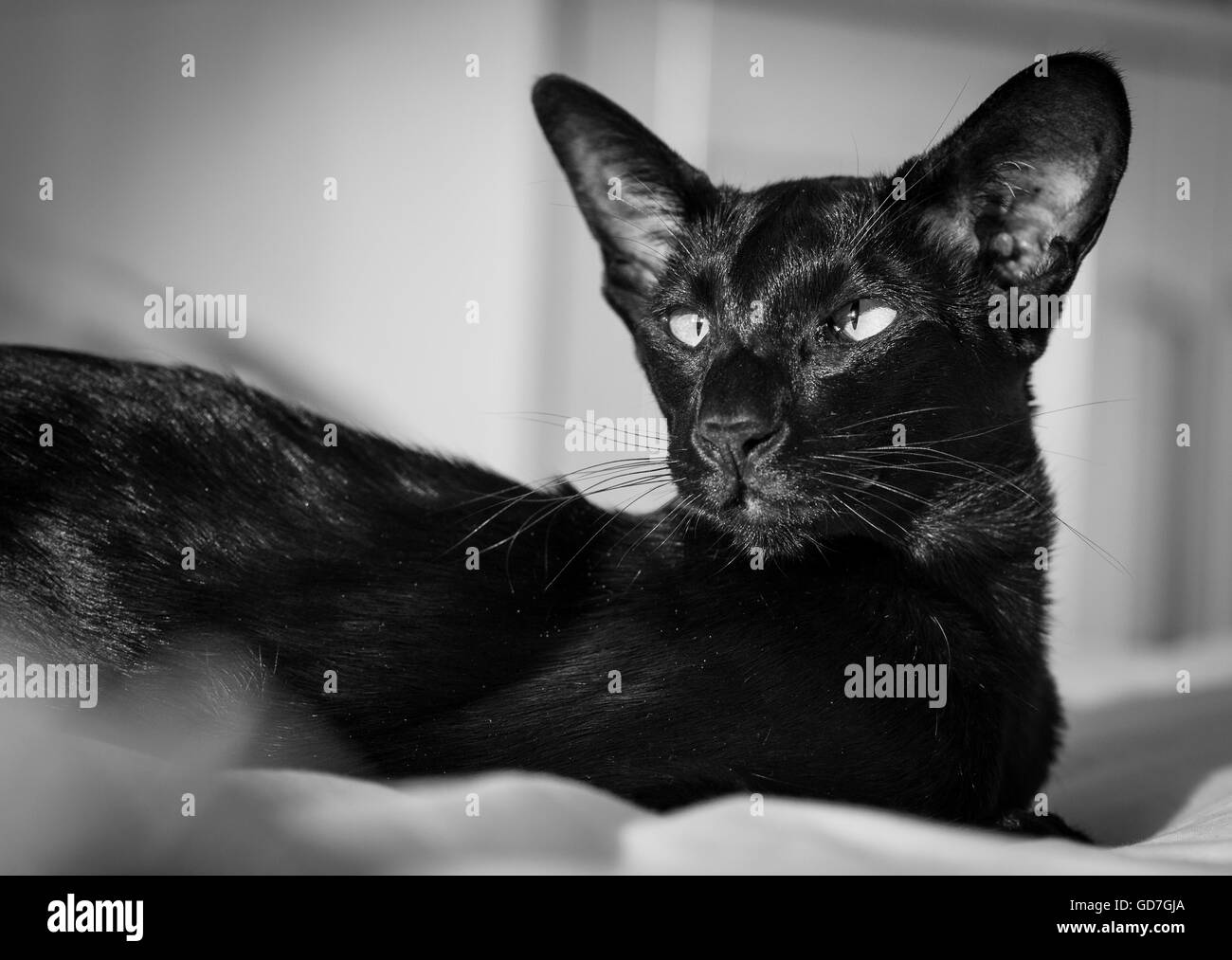Schönes Porträt einer schwarzen orientalische Katze. Stockfoto
