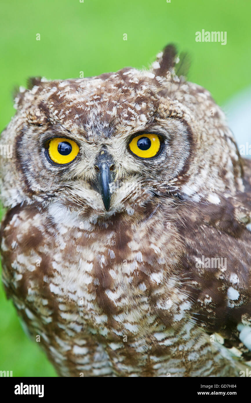 Eule sieht gerade beim Fotografen. Stockfoto