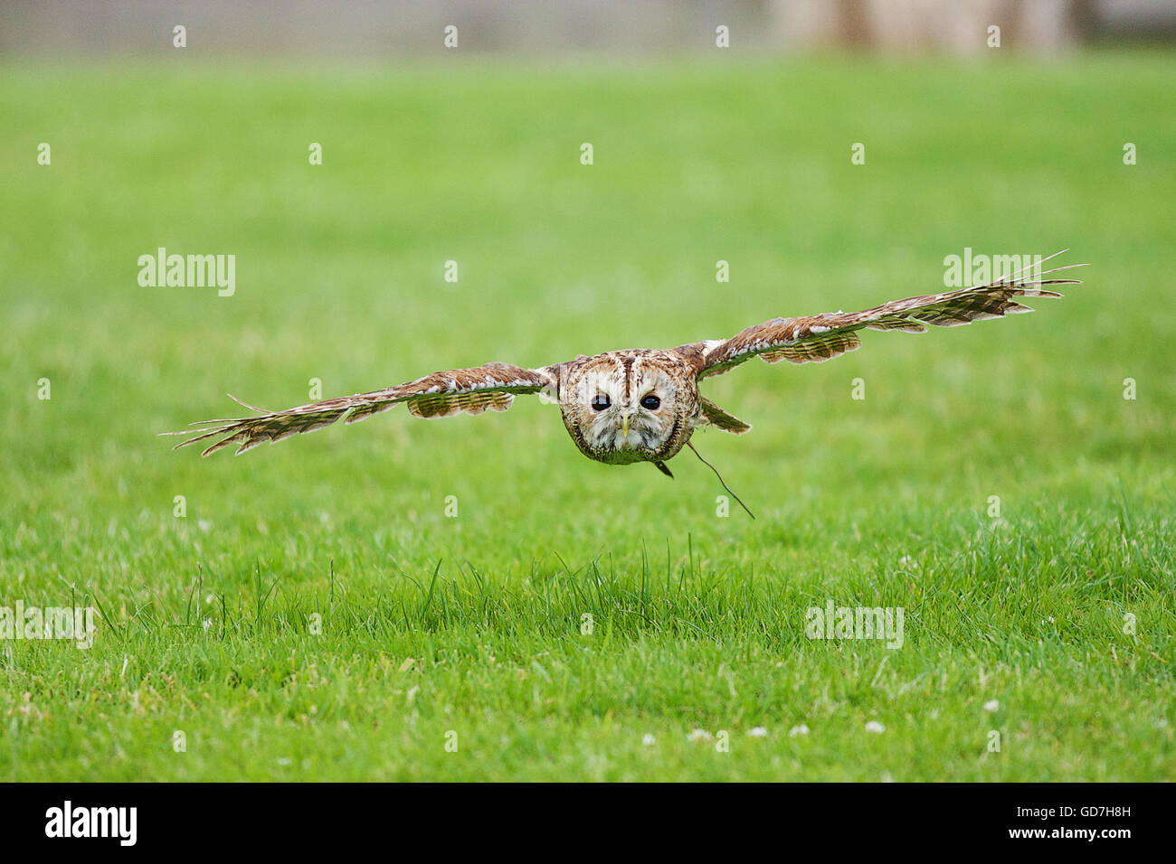 Russische Steppenadler gleitet tief über dem Boden Flügel gespreizt Stockfoto