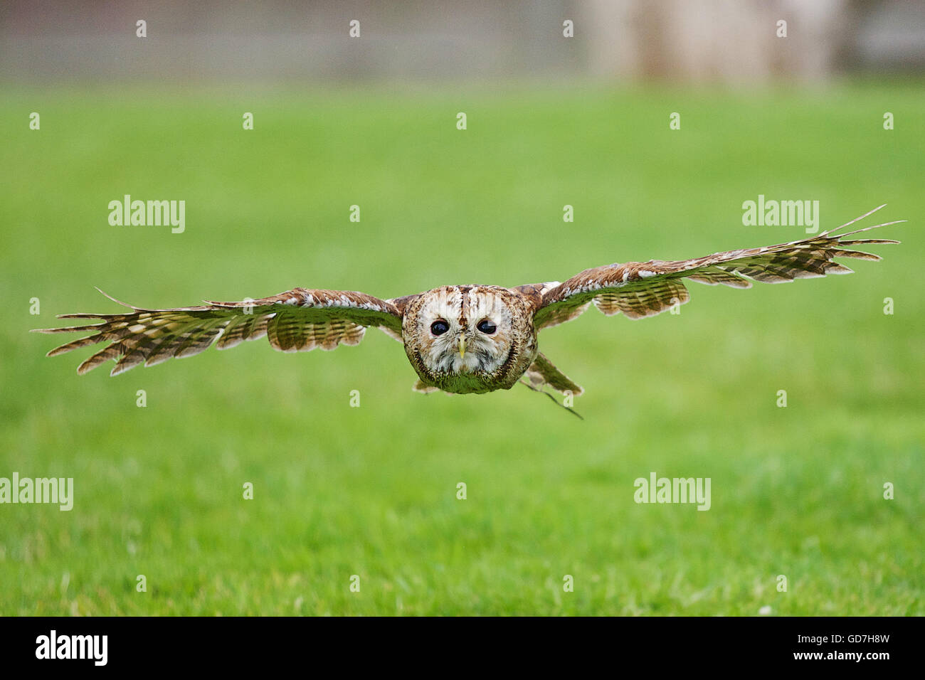 Russische Steppenadler gleitet tief über dem Boden Flügel gespreizt Stockfoto