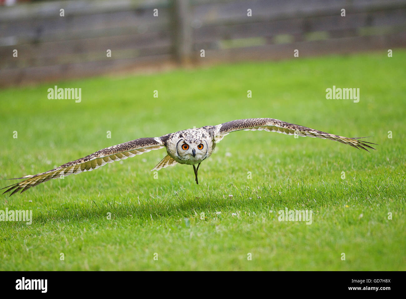 Russische Steppenadler gleitet tief über dem Boden Flügel gespreizt Stockfoto