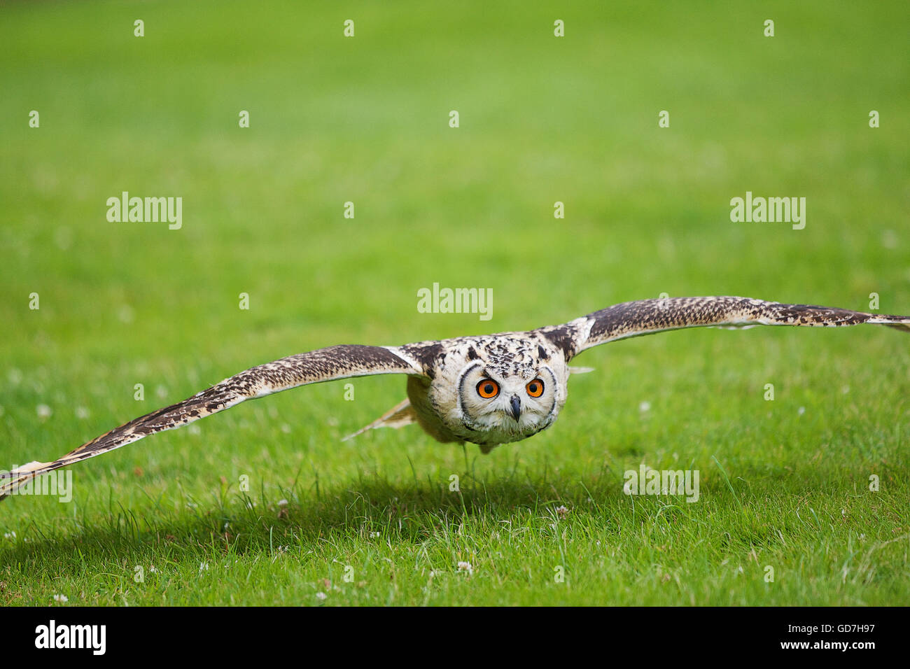 Russische Steppenadler gleitet tief über dem Boden Flügel gespreizt Stockfoto